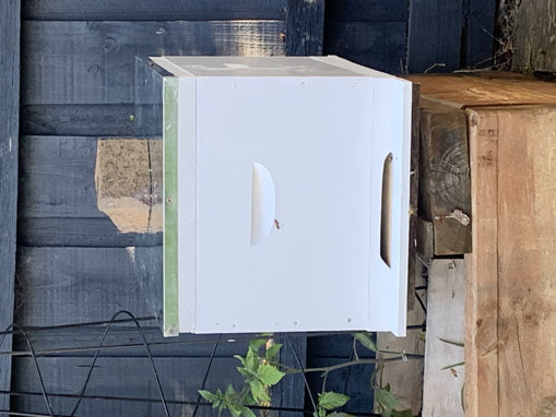 Picture of 8 Frame Established Beehive